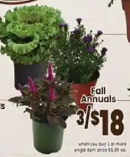 Jewel-Osco Fall Annuals offer