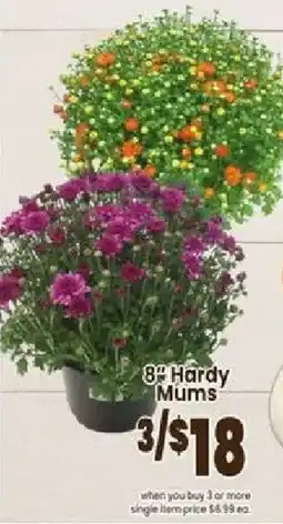 Jewel-Osco 8" Hardy Mums offer