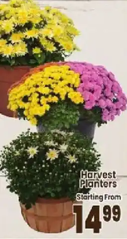 Jewel-Osco Harvest Planters offer