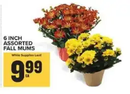 Food Lion Assorted Fall Mums offer