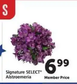 Safeway Signature Select Alstroemeria offer