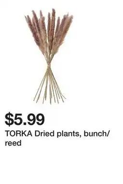 Ikea TORKA Dried plants, bunch/reed offer