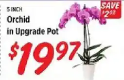 Rouses Orchid in Upgrade Pot offer