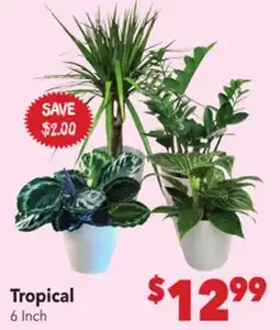 Vallarta Supermarkets Tropical offer
