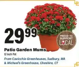 Big Y Patio Garden Mums offer