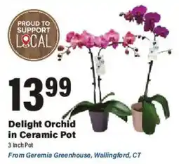 Big Y Delight Orchid in Ceramic Pot offer