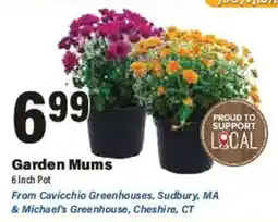 Big Y Garden Mums offer