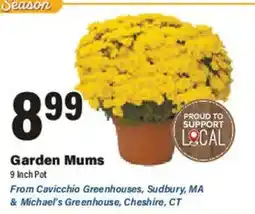 Big Y Garden Mums offer