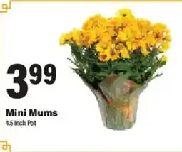 Big Y Mini Mums offer