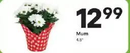 Coborn's Floral Mum offer
