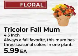 Sunset Foods Tricolor Fall Mum offer