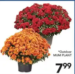 Pete's Fresh Market Outdoor MUM PLANT offer