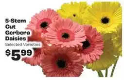 Rosauers 5-stem cut gerbera daisies offer