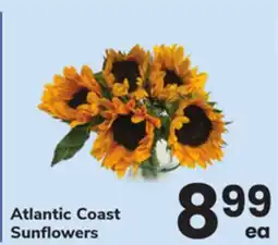 ACME Atlantic Coast Sunflowers offer