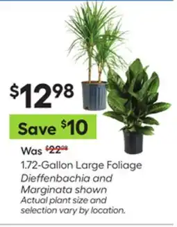 Lowe's 1.72-Gallon Large Foliage Dieffenbachia and Marginata shown offer