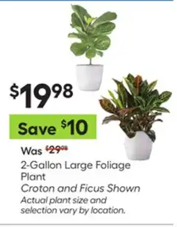 Lowe's 2-Gallon Large Foliage Plant offer