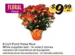 Winn Dixie 6 Inch Point Pelee Mum offer