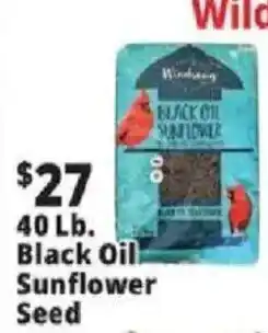 Ocean State Job Lot Windsong black oil sunflower seed offer