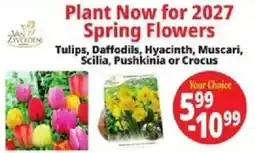 Ocean State Job Lot Van Zverden Spring Flowers offer