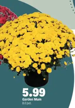 Meijer Garden Mum offer