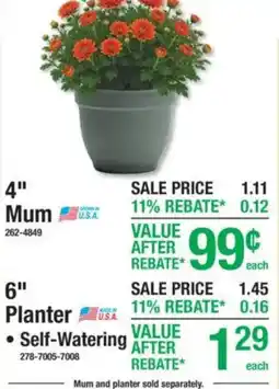 Menards 4" Mum offer