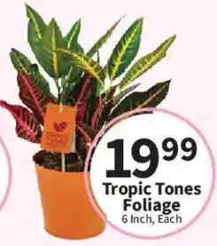 Food City Tropic Tones Foliage offer
