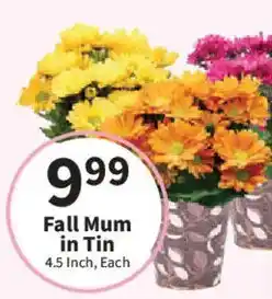 Food City Fall Mum in Tin offer