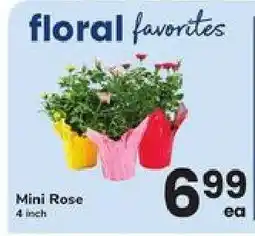 Safeway Mini Rose offer