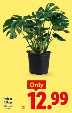 Lidl indoor foliage offer
