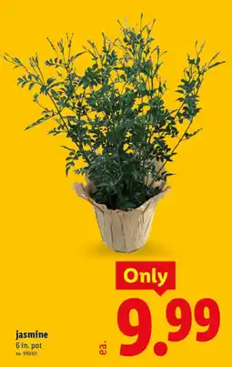 Lidl jasmine offer