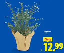 Lidl eucalyptus offer