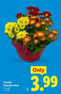 Lidl Tricolor fleurette mum offer