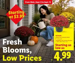 Lidl fall mum offer
