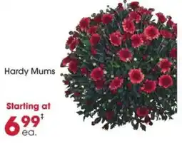 Giant Eagle Hardy Mums offer