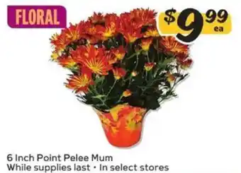 Winn Dixie 6 Inch Point Pelee Mum offer