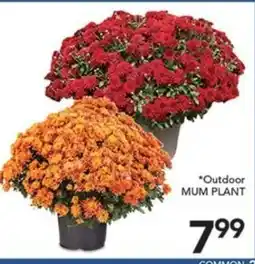 Pete's Fresh Market Outdoor Mum Plant offer