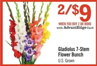 Gladiolus 7-Stem Flower Bunch