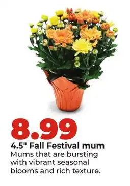 Hy-Vee 4.5 Fall Festival mum offer