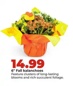 Hy-Vee 6 Fall kalanchoes offer