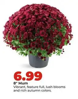 Hy-Vee 8 Mum offer