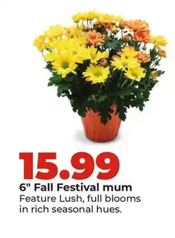 Hy-Vee 6 Fall Festival mum offer