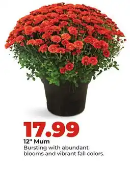 Hy-Vee 12 Mum offer