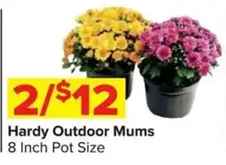 Shop 'n Save Hardy Outdoor Mums offer