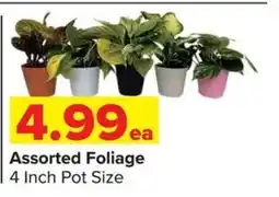 Shop 'n Save Assorted Foliage offer