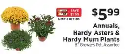 ShopRite Annuals, Hardy Asters & Hardy Mum Plants offer