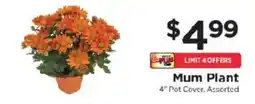 ShopRite Mum Plant offer