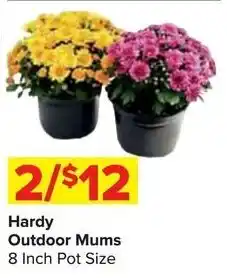 Shop 'n Save Hardy Outdoor Mums offer