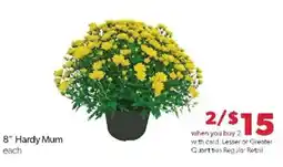 Family Fare 8" Hardy Mum offer