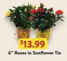 Fresh Thyme 6 Roses in Sunflower Tin offer