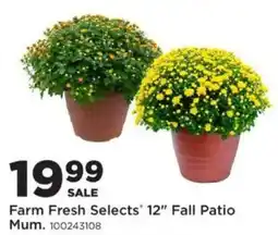 Mills Fleet Farm Farm Fresh Selects 12" Fall Patio Mum offer